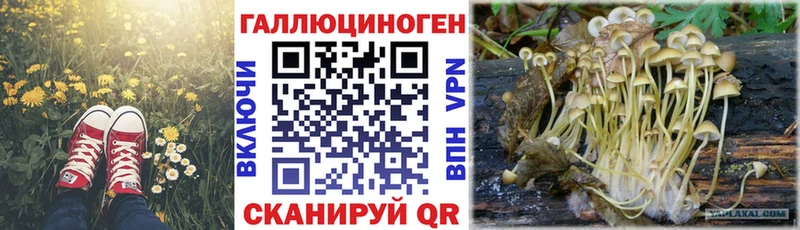 Галлюциногенные грибы Psilocybine cubensis Берёзовка